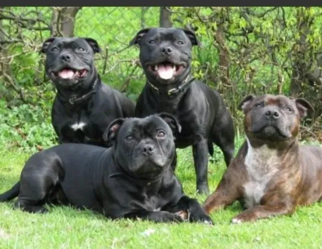 Vendo uma Pit moster com 8 meses valor 500 reais.