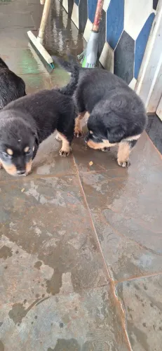 Cachorro hotwalher 