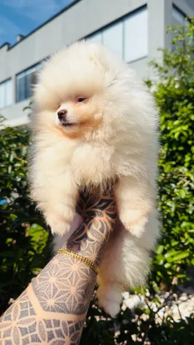 Lulu da pomerânia