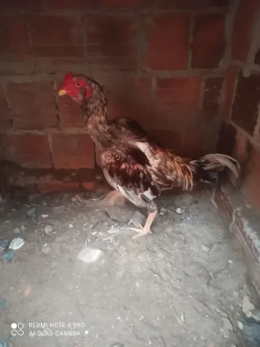 Todos a venda 200 cada um