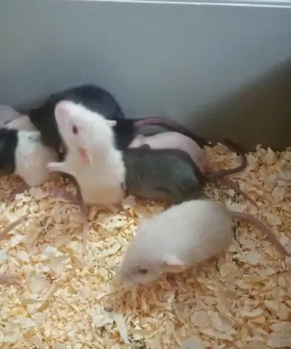 Rato Twister