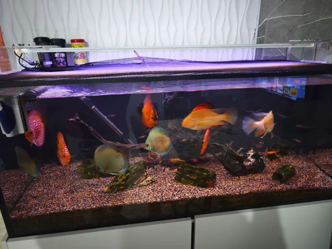 Aquário 300 litros Discos