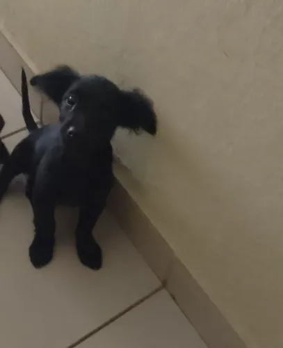 Cachorro , Pincher e poodlo