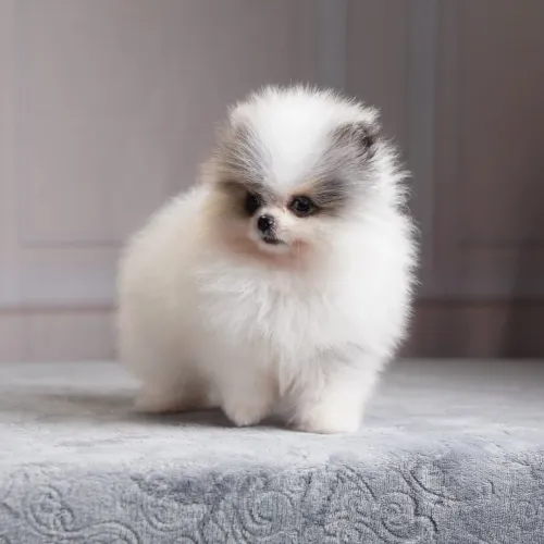 Filhote Spitz Alemão Anão (Lulu da Pomerânia) - Padrão Ursinho