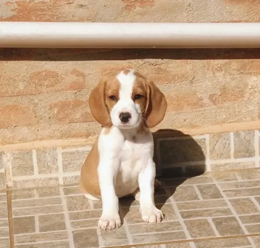 Registrados machinho e fêmea
