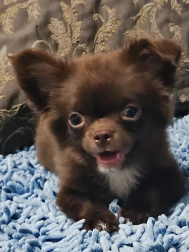 Chihuahua macho pelo longo chocolate