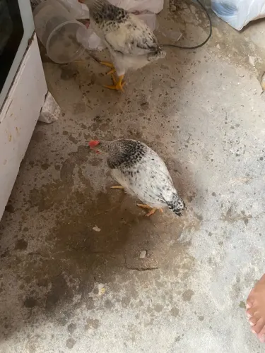 Casal de pintos
