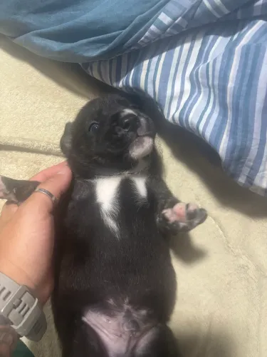 Cachorro pra doar