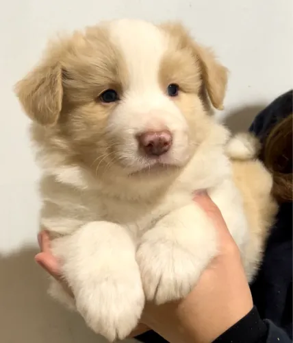 Border collie com Pedigree (Linhagem exposição)