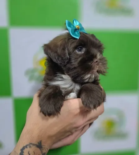 Lhasa apso