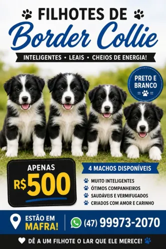 Border collie machos preto e branco