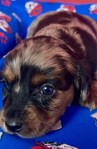 Reseve seu Dachshund agora