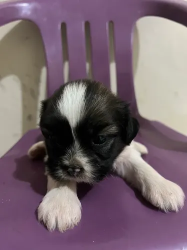 Filhote de lhasa apso MACHO !