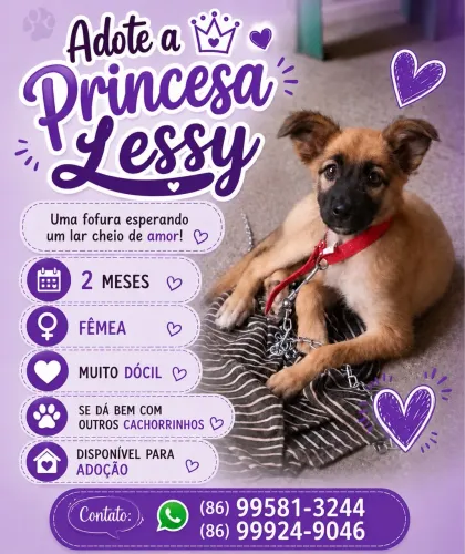 Cachorra p/ adoção