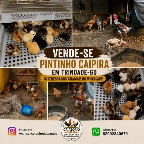 Vende-se pintinho caipira
