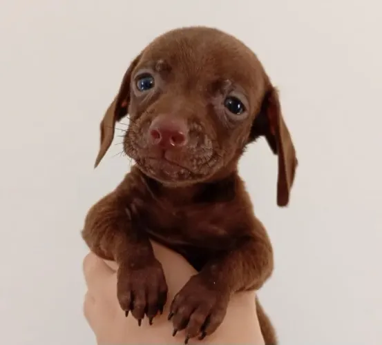 Dachshund chocolate kaninchen!