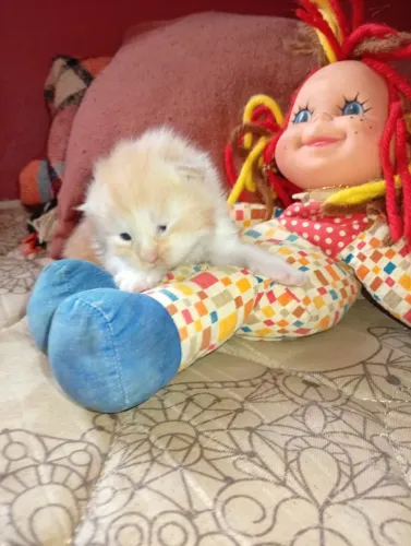 Feminha Maine Coon
