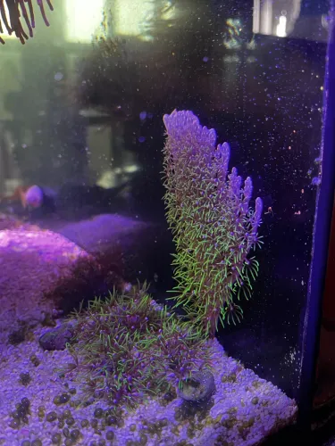 Muda Green Star Polyps - Coral Marinho