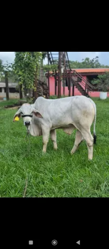 Nelore p.o