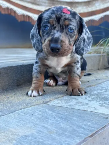dachshund