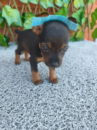 Pequeno e cheio de amor - filhote de Pinscher no chat