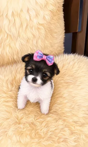 Shih Tzu fêmea miniatura