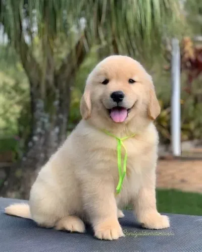 Golden Retriever - Esperando Para Começar Uma Nova História 