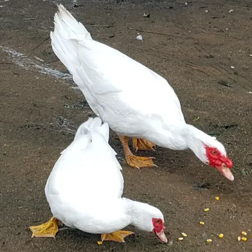 Pato Gigante Alemão - Ovos Galados
