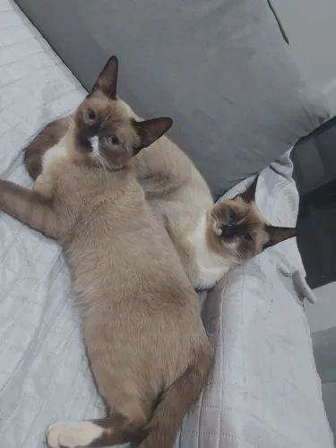 Gatos