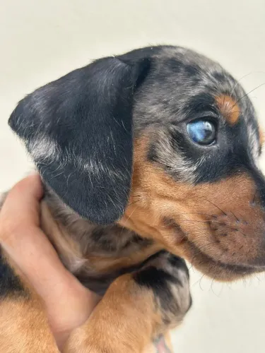 dachshund melhor do mundo