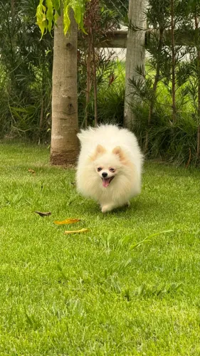 Spitz Alemão Anão - Lulu da Pomerânia