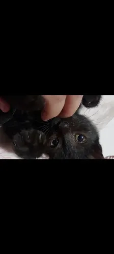 Gatinha filhote 2 meses *com vacina em dia* dócil