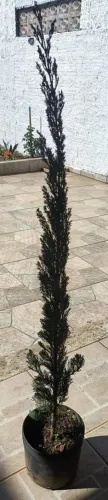 CIPRESTE ITALIANO À VENDA