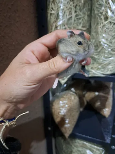 hamster anão russo