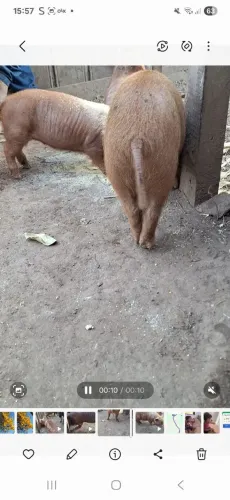 Vendo porco caruncho