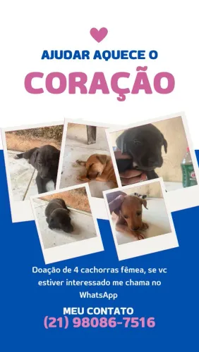 Cachorro