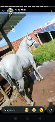 Vendo cavalo registrado