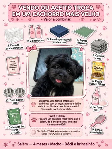 Vendo shih tzu