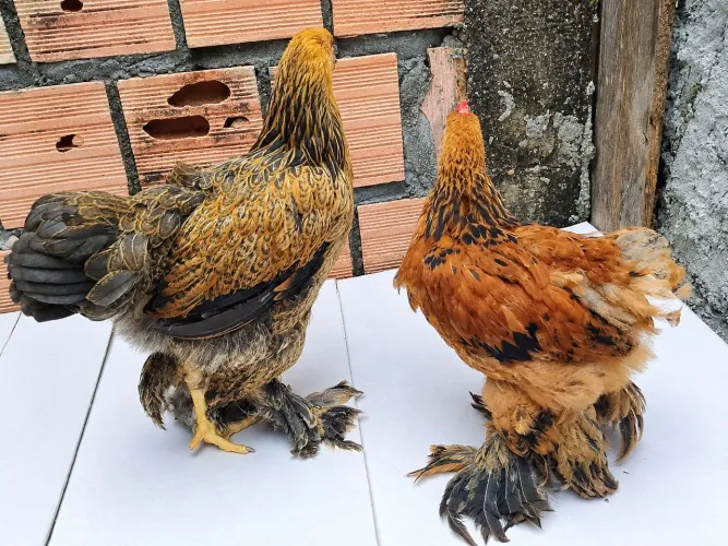 Galinha e galo Brahma casal frangos