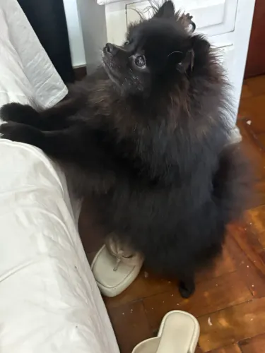 Fêmea Spitz alemão anão