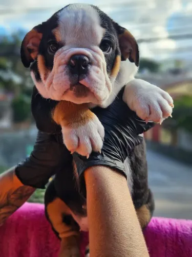 Fêmeas Bulldog Inglês Alto padrão 