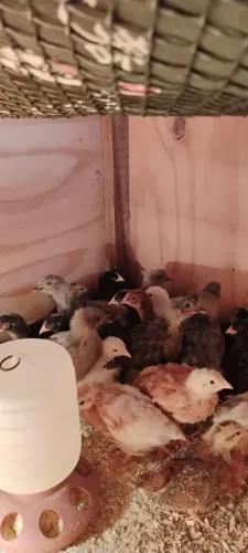 Pintinhos de Embrapa 051, Novogem Brown e.muito mais
