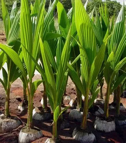 Muda de coco anão