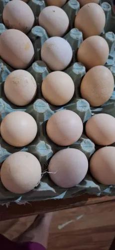 Ovos galados de galinha caipira chocadeira 