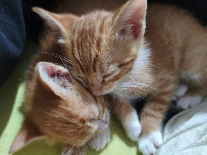 Gatinhos para doação 