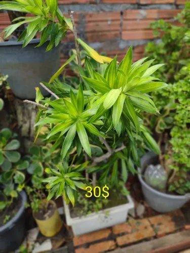 PLANTAS ORNAMENTAIS