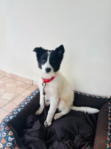 Cachorro filhote