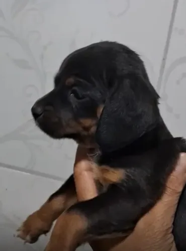 Basset teckel muito charmoso