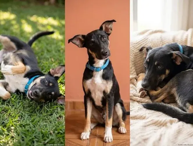 Doação de Cachorrinha