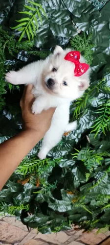 Spitz alemão branca com 45 dias vermifugada e vacinada